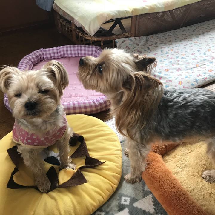 1ccfea76 9c15 4101 8a15 005b9cd18147 1526185021693