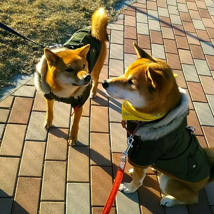 1cd60992 39b1 443f 94c0 a7e45fd07c5f 1546069570502