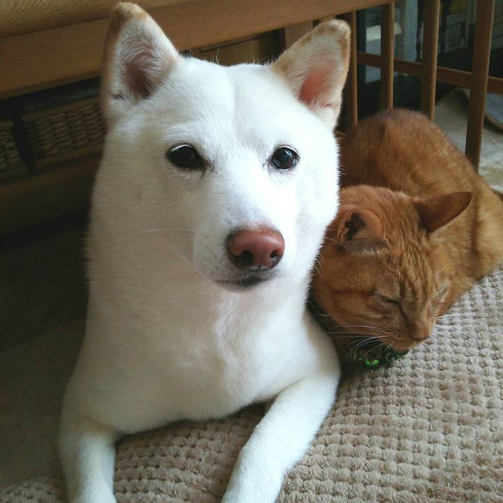 1cd72a93 d8ec 429b 8e46 7d9b121d8b93 1554944395572