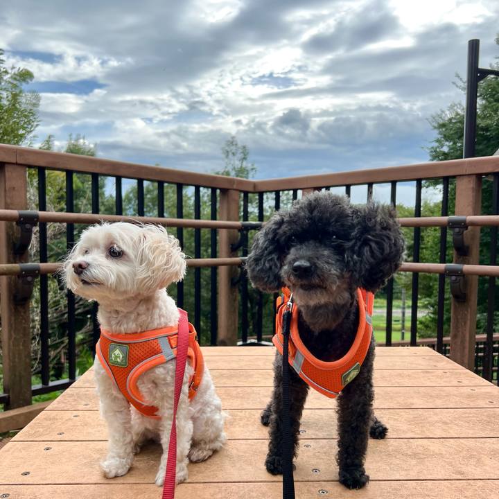 1cd9c9e9 57e5 47f8 87c4 305452c1cdc2 1757752275530