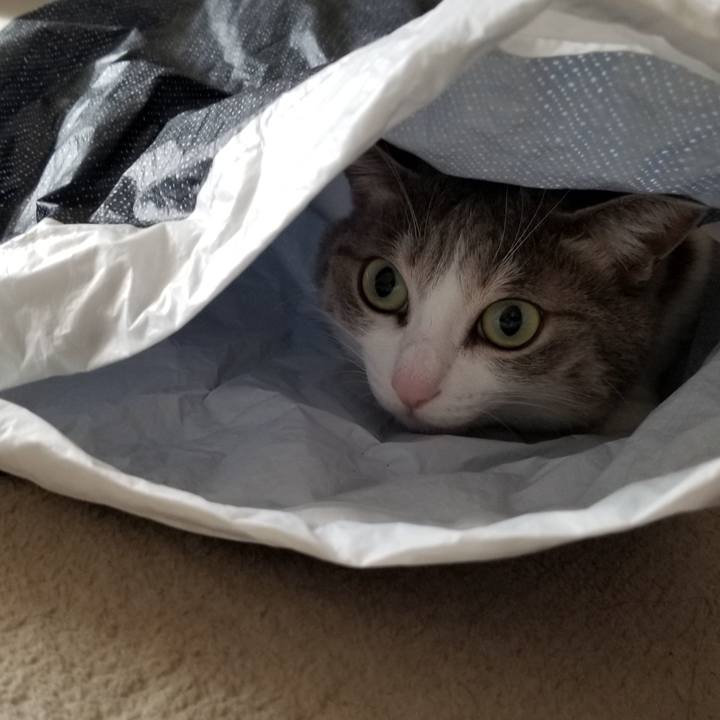 1cda7dbb f74c 4068 b88e c444fa0022a2 1541719017108