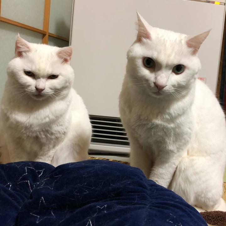 1cda8058 0397 4ff0 8757 d397f3faf835 1577870855405