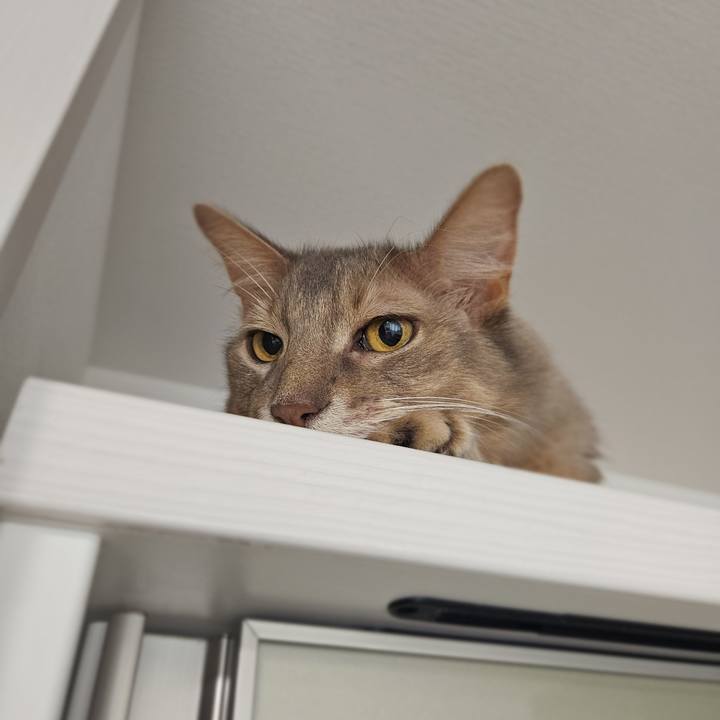 1cdb7706 d0df 453b b354 28f0aaebd09e 1760581838903