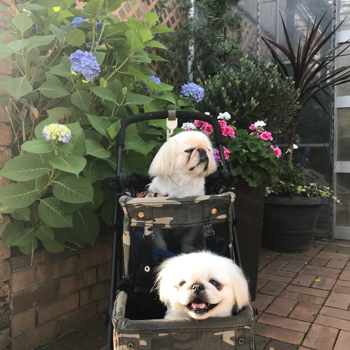 1cdcd16a ea90 440c a5a7 92f531ce3705 1527377478205