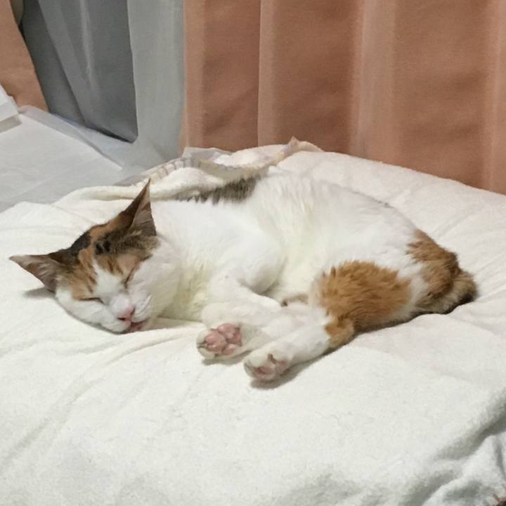 1cdd3684 4786 409b 813c 2be0a32dc2f8 1625750715142