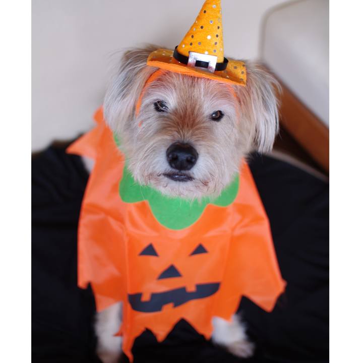 1cdf16f9 3f58 4d70 8ed3 3c80a2770a55 1604060427461