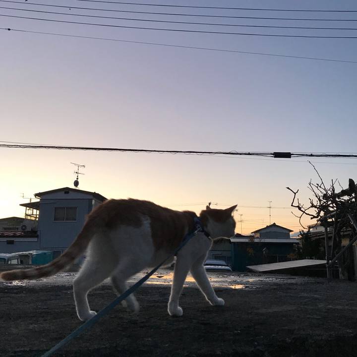 1cdffb97 eeff 4187 9cb5 14c2baca9737 1510824467841