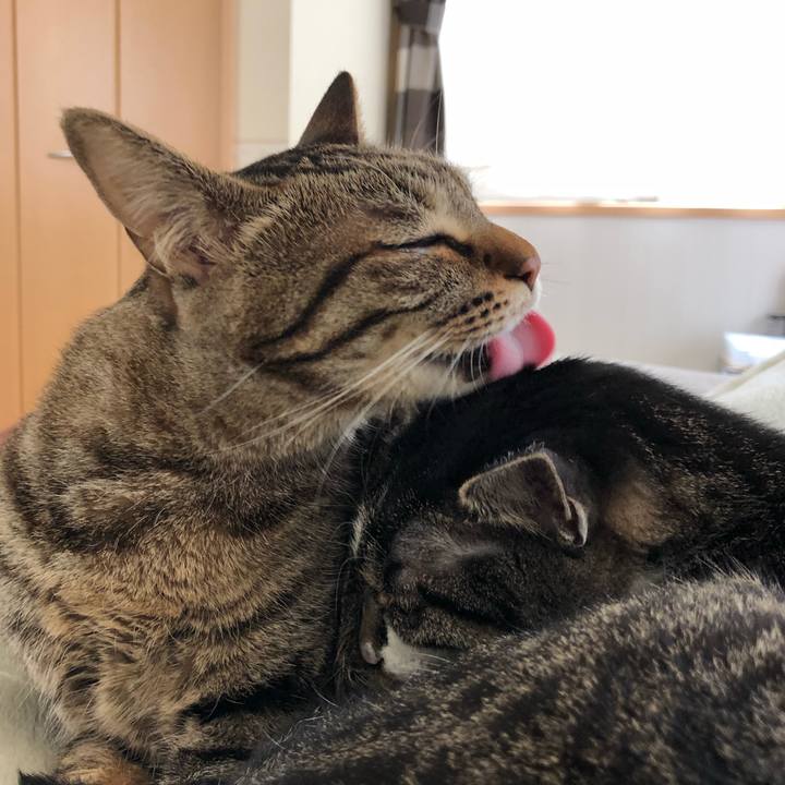 1ce1d0cb 0373 4d83 9d1d 9c23682f2683 1529262057952