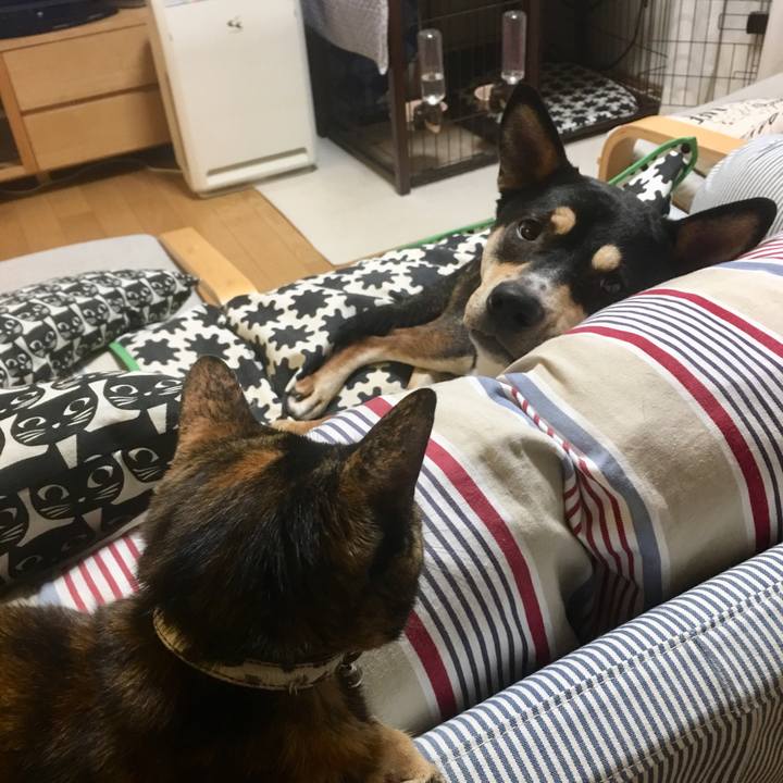 1ce22724 0320 4b52 82fb 254bd1a436fb 1539345072202