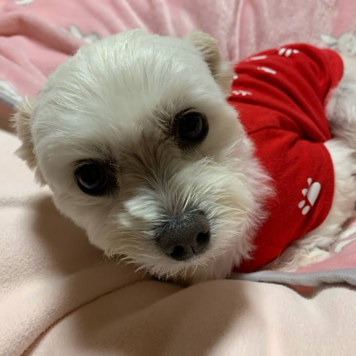 1ce2c12a 0afd 4085 a6f6 546337b3b137 1575282790166