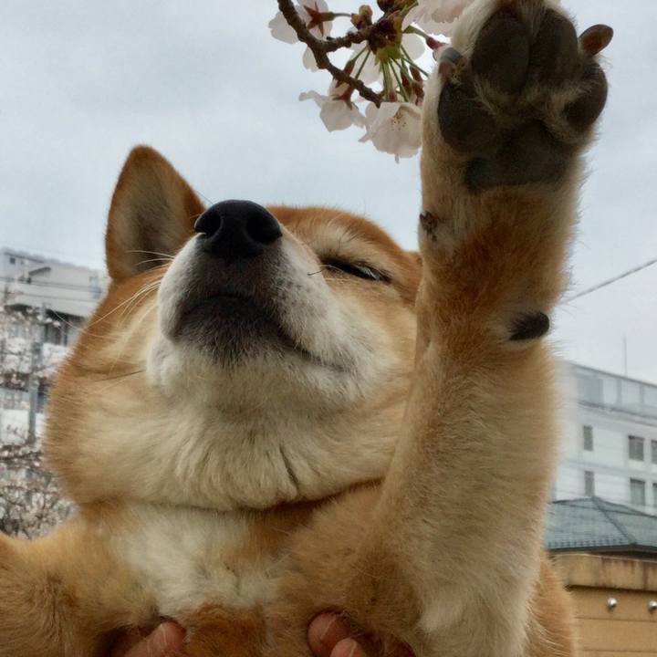 1ce39608 94b5 4c18 9a57 4562c67f18d4 1554086739406