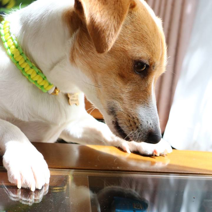 1ce60ea3 a78d 4660 85be 284339f9a6e8 1553394066713