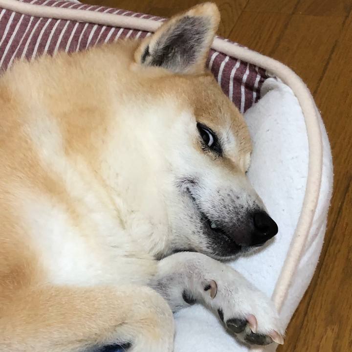 1ce85355 4277 45a3 8f9e a8f14fb2db00 1561096676627