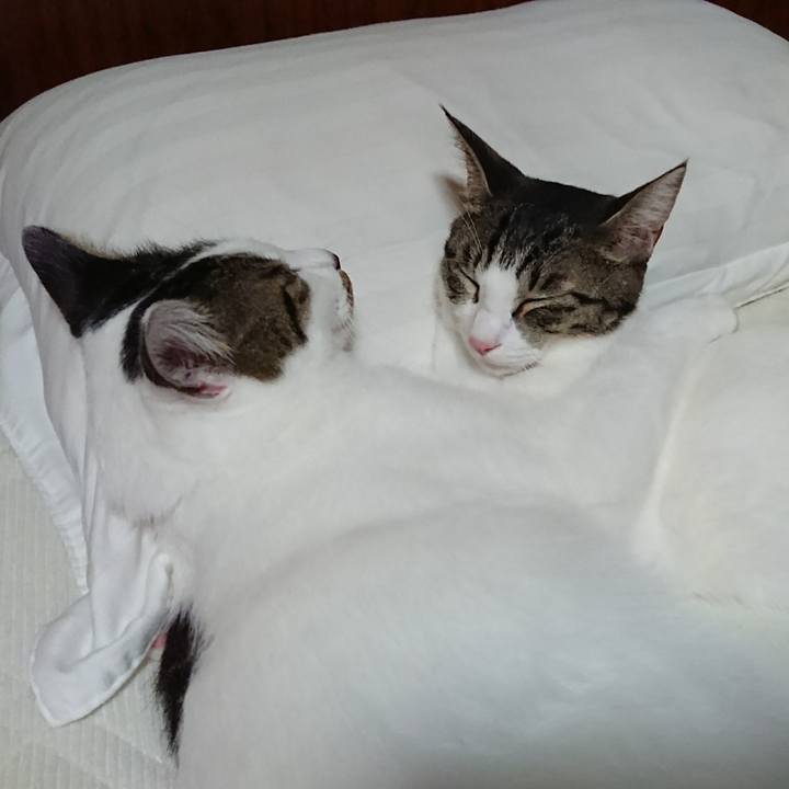 1ce941e3 44ec 4d31 a387 79ef4425e8f0 1509611715313