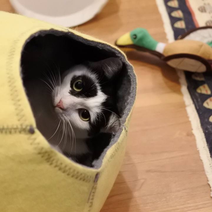 1ceaa8d0 536f 4e7a a45c 2b931acc55d6 1516177977914