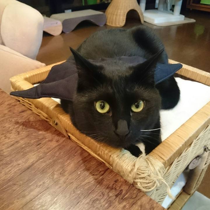 1ceb37b2 603d 4313 9576 027cdad791d7 1521897172393