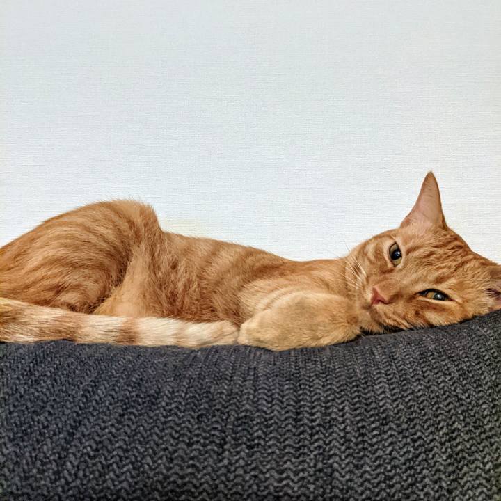 1ceba68e 6684 4e9c 8754 4dc5dd70a550 1621597523937