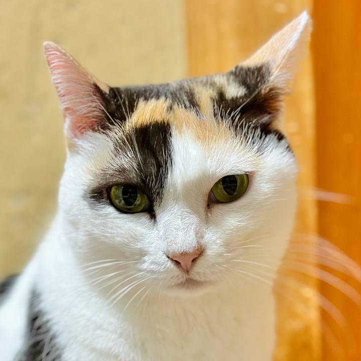 1cecde39 9229 49a2 b65b a88cb8427d88 1699320075086