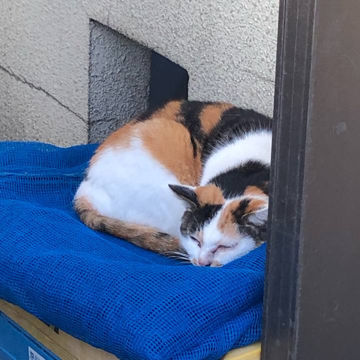 1ced0305 b849 4c0a a22b a974d276ecfd 1543421343168