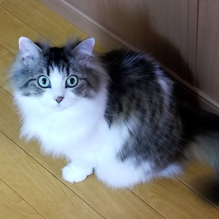 1cf08f03 54a1 4397 95f9 fe1369be3527 1560170014438