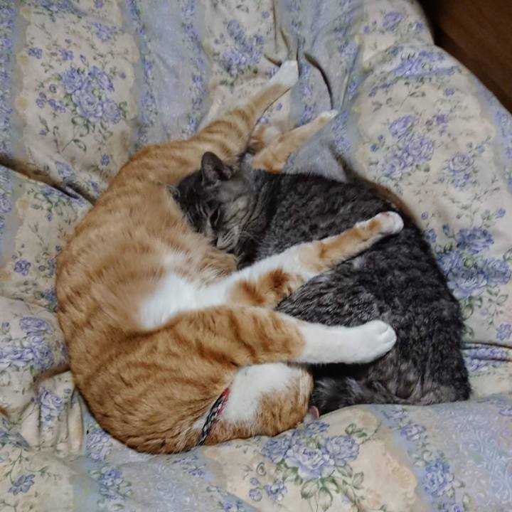 1cf3a5a5 4904 4760 8d89 2ce57ae773f8 1607338901246