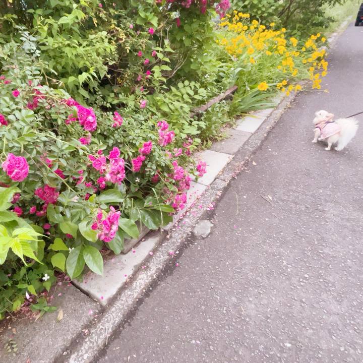 1cf3e84d c74b 4399 ba66 8434f80aea2d 1748169833662