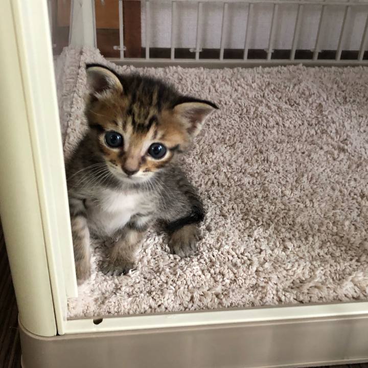 1cf40399 d783 4d10 abdd c1f6ae8f977e 1596721259048