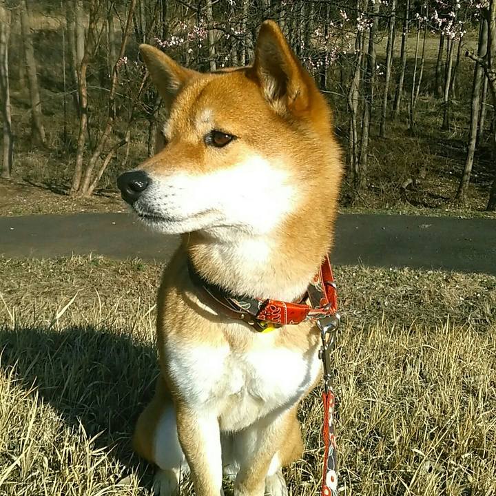 1cf485f8 76db 4dd9 9ed4 e317731eb63f 1552036576030