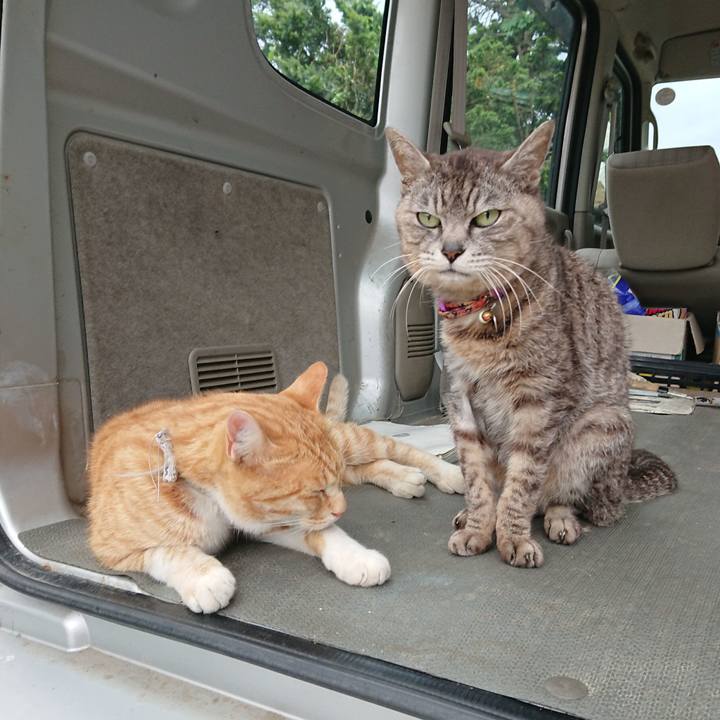 1cf4f6bd bc7e 419f bccf 40961f65b3e3 1592470563159