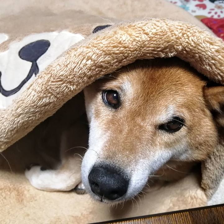 1cf6c7be f4bf 4c59 b071 9d354b4347ac 1627392867725