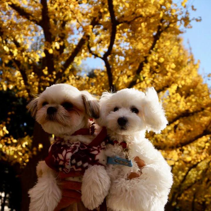 1cfa6a16 1950 44de b3bf d72bfa6be17f 1510907571633