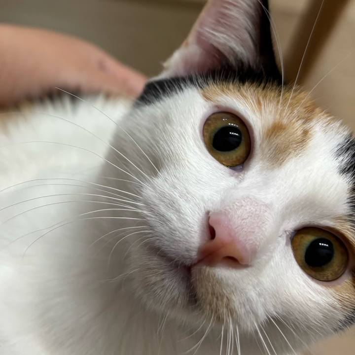 1cfaa217 2195 4016 94c9 b97b3032b5e0 1761202697252