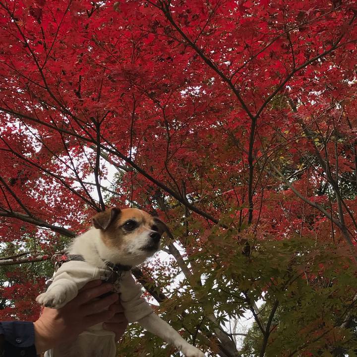 1cfb463e 35f1 467d 8d68 55455fa31ae0 1543208165571