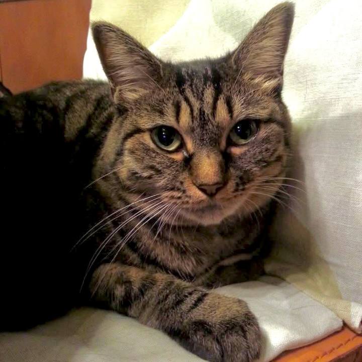 1cfc6a09 5553 4442 967a bdbdd10e564a 1760566205732