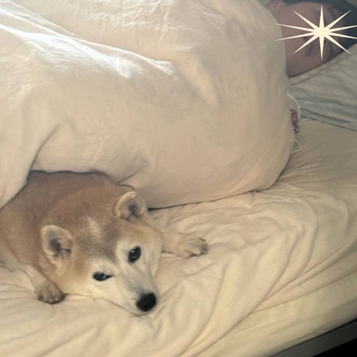 1cfdc736 c457 4cb3 90a3 2c4deb08f8e8 1735341379510