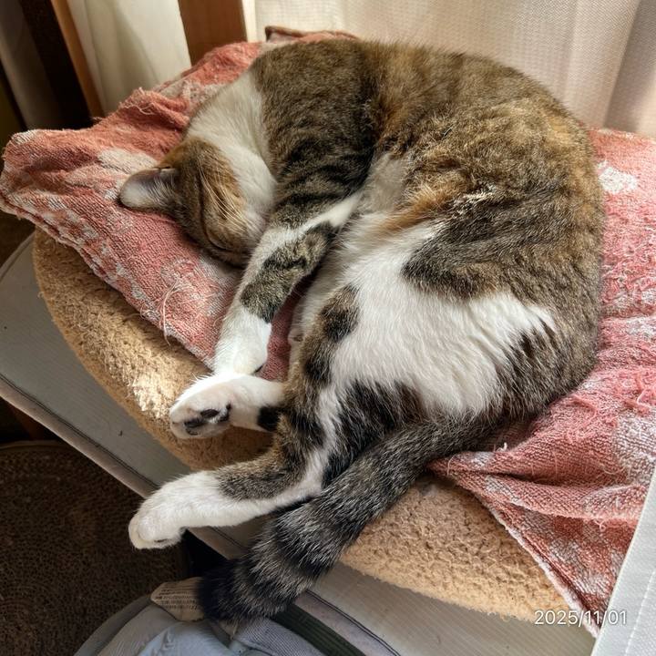 1d0334b8 9c02 4efa 84e8 ba3f2af6cb1e 1761960842748