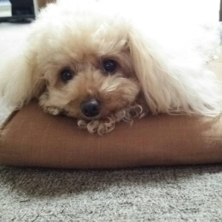 1d06549d 77d0 4c98 be16 07af8e5eb73d 1529147942760