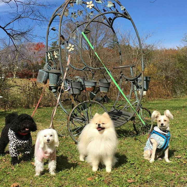 1d07a6e0 d4a8 444a b336 6cc9b54fdff3 1509623355395