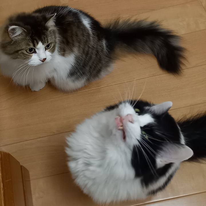 1d0bb67a f570 45c5 8be7 c5ede87c7c30 1606732010620