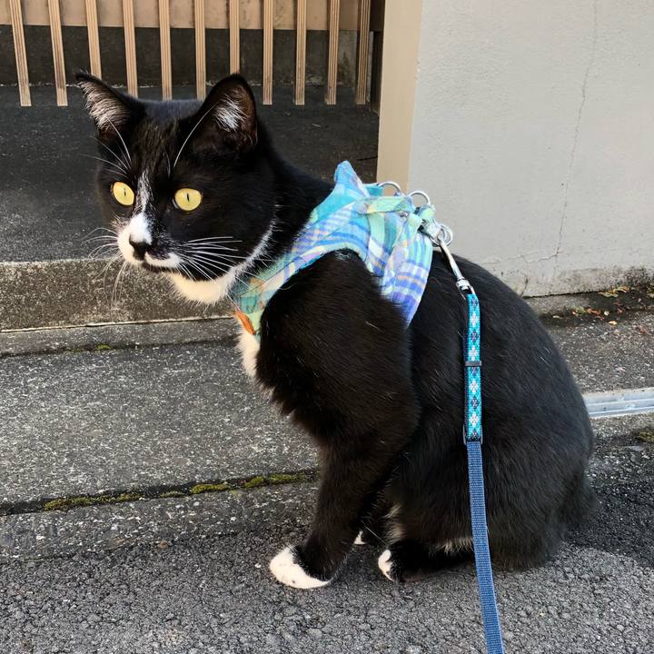 1d11dd4c 1f5a 4a2e 9e3b a151a927c1de 1517722444366