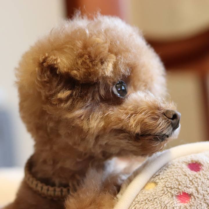 1d155237 8d44 4333 9d44 cf84e35bfb65 1532769727578