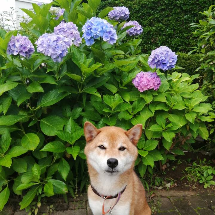 1d1b70c6 ae6c 46bf 86f1 5452e7391f85 1595374994702