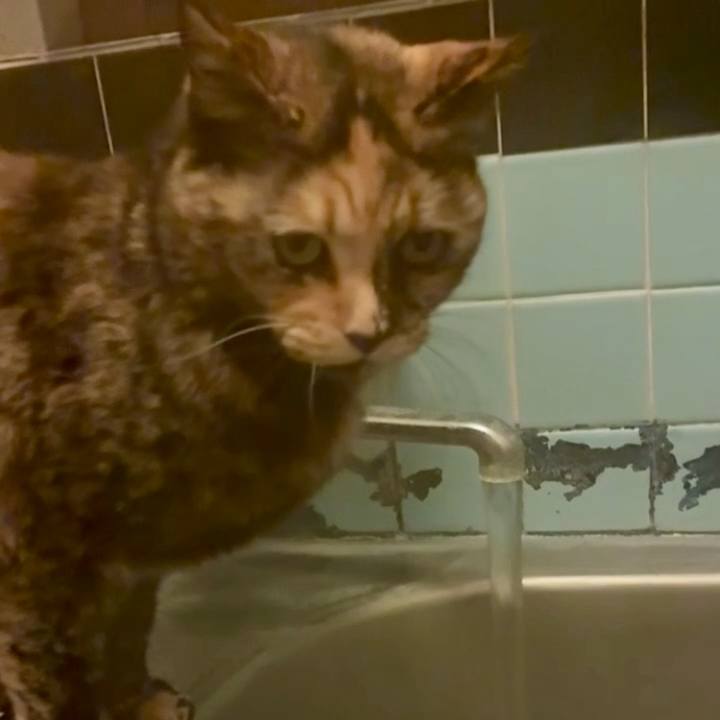 1d1e8ad4 1e00 42c5 a6a8 9691ab604262 1765484460617