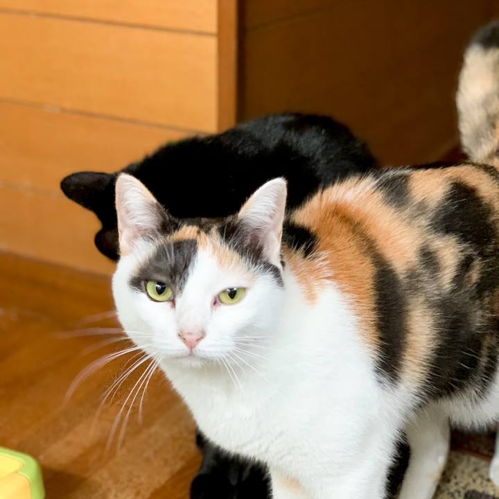 1d20cf80 ba0b 4bed a4e1 a8c6e550c45b 1539311330784