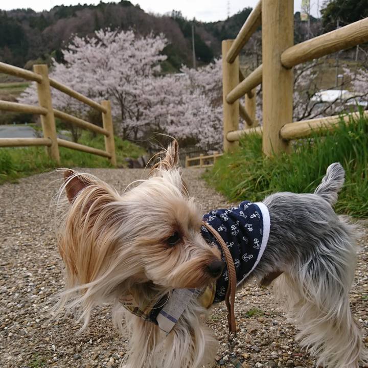 1d2289bf def7 4c40 b4c7 6ca44e90f1ee 1555037539434