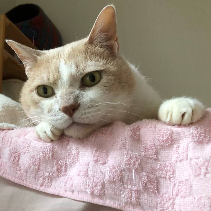 1d29e6fa 2c88 4a60 8372 837ea6114a03 1560157285191