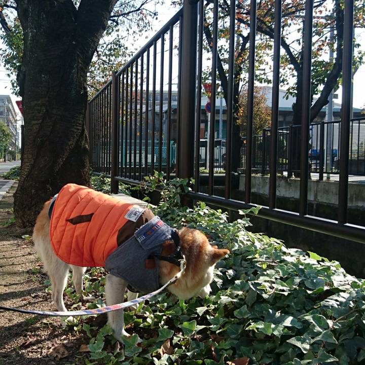 1d2b89f4 2037 4fa9 a8be 58e6fd4d263f 1509843574085