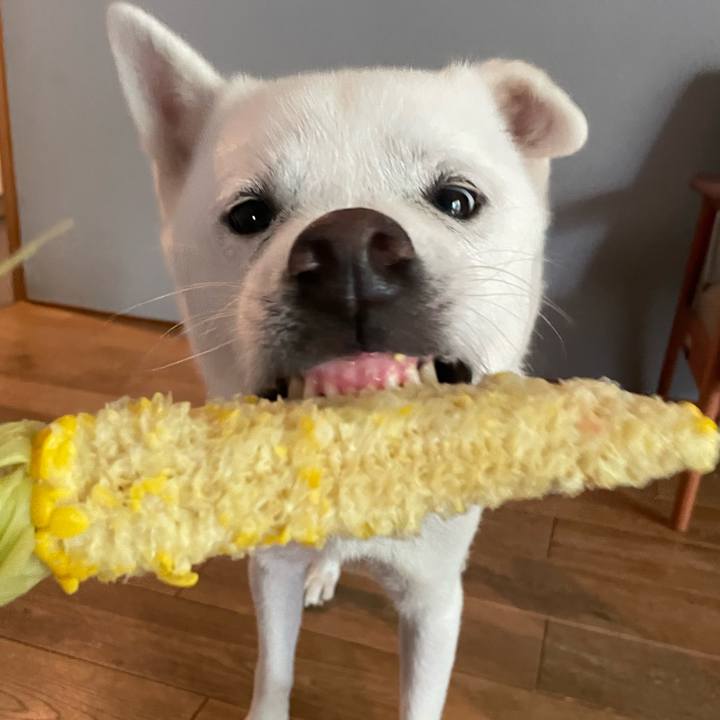 1d2bdced 5cdb 4b72 b0ce 84cbe5d3c860 1747973792201