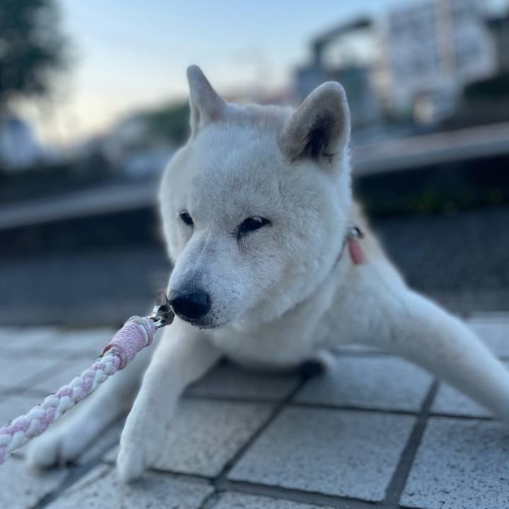 1d2e2592 44d1 4bde b7c5 40abd16ee4ad 1756678717289