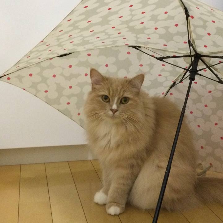 1d2fce44 342b 40cf 88d7 16af3ca2a2e0 1684064595597